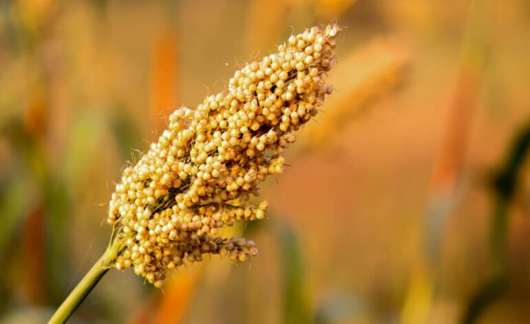 The Nutritional Powerhouse: Jowar and Its Health Benefits