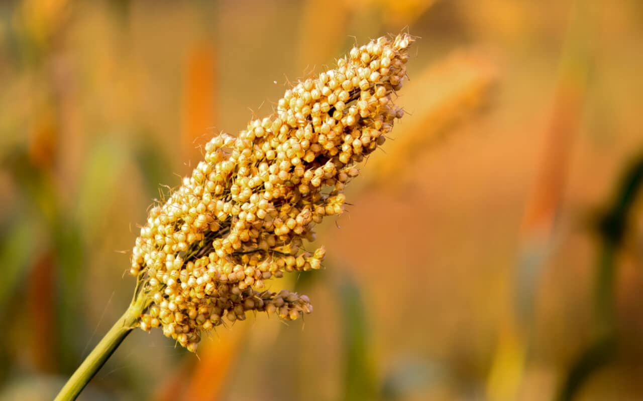 The Nutritional Powerhouse: Jowar and Its Health Benefits